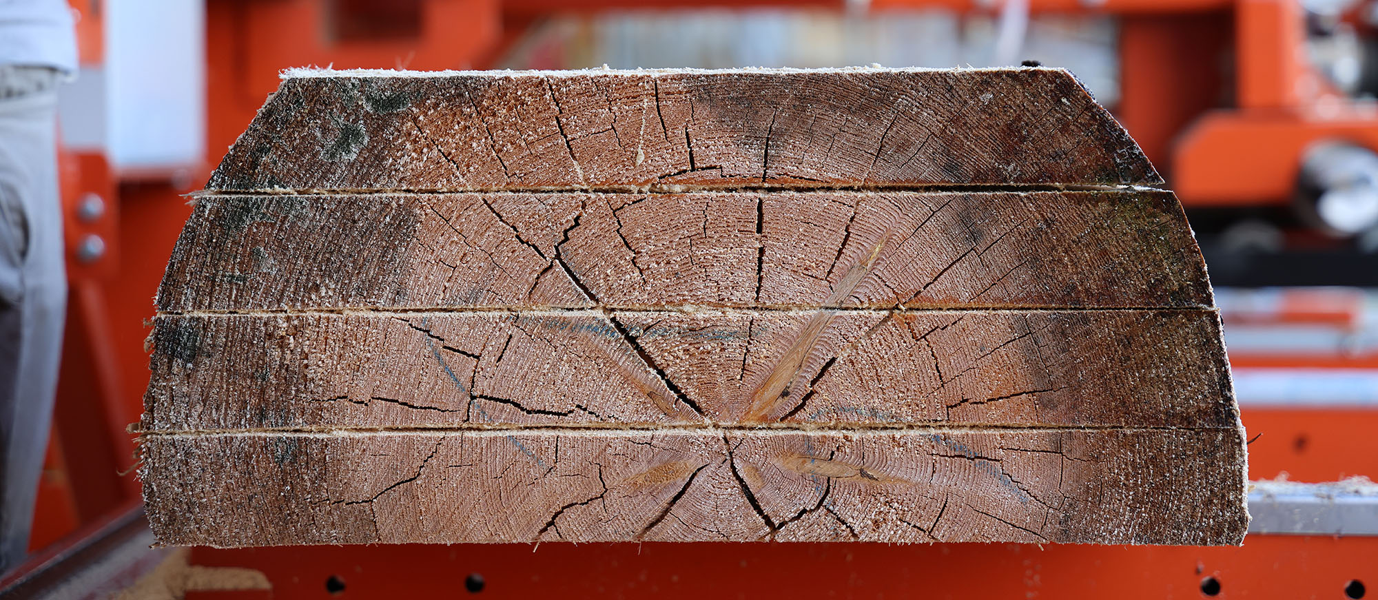 Baumstamm Querschnitt aus geschnittenem Holz